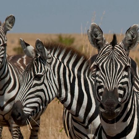 Casart Game Lodge Grietjie Game Reserve 외부 사진