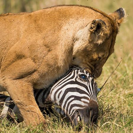 Casart Game Lodge Grietjie Game Reserve 외부 사진