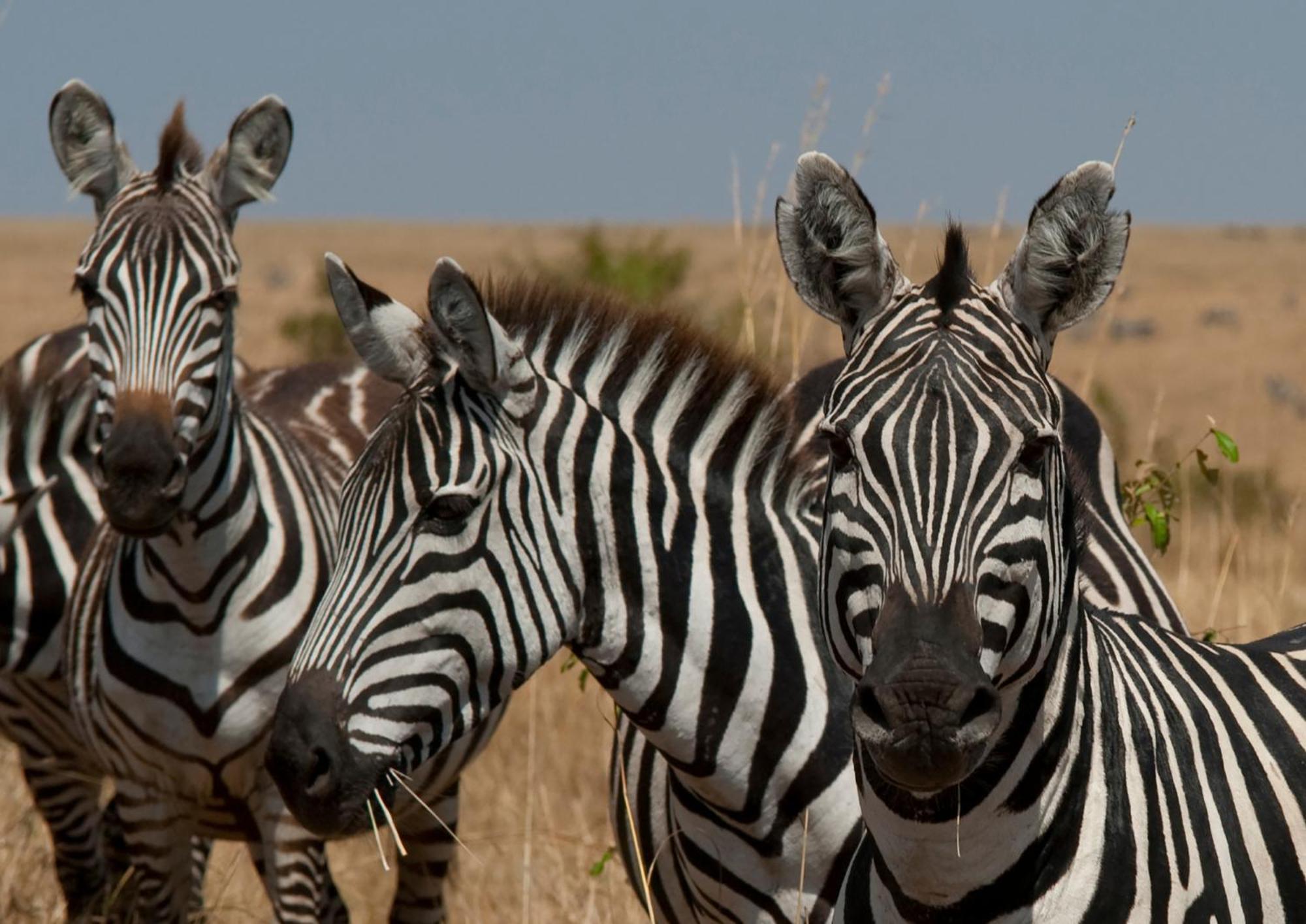 Casart Game Lodge Grietjie Game Reserve 외부 사진