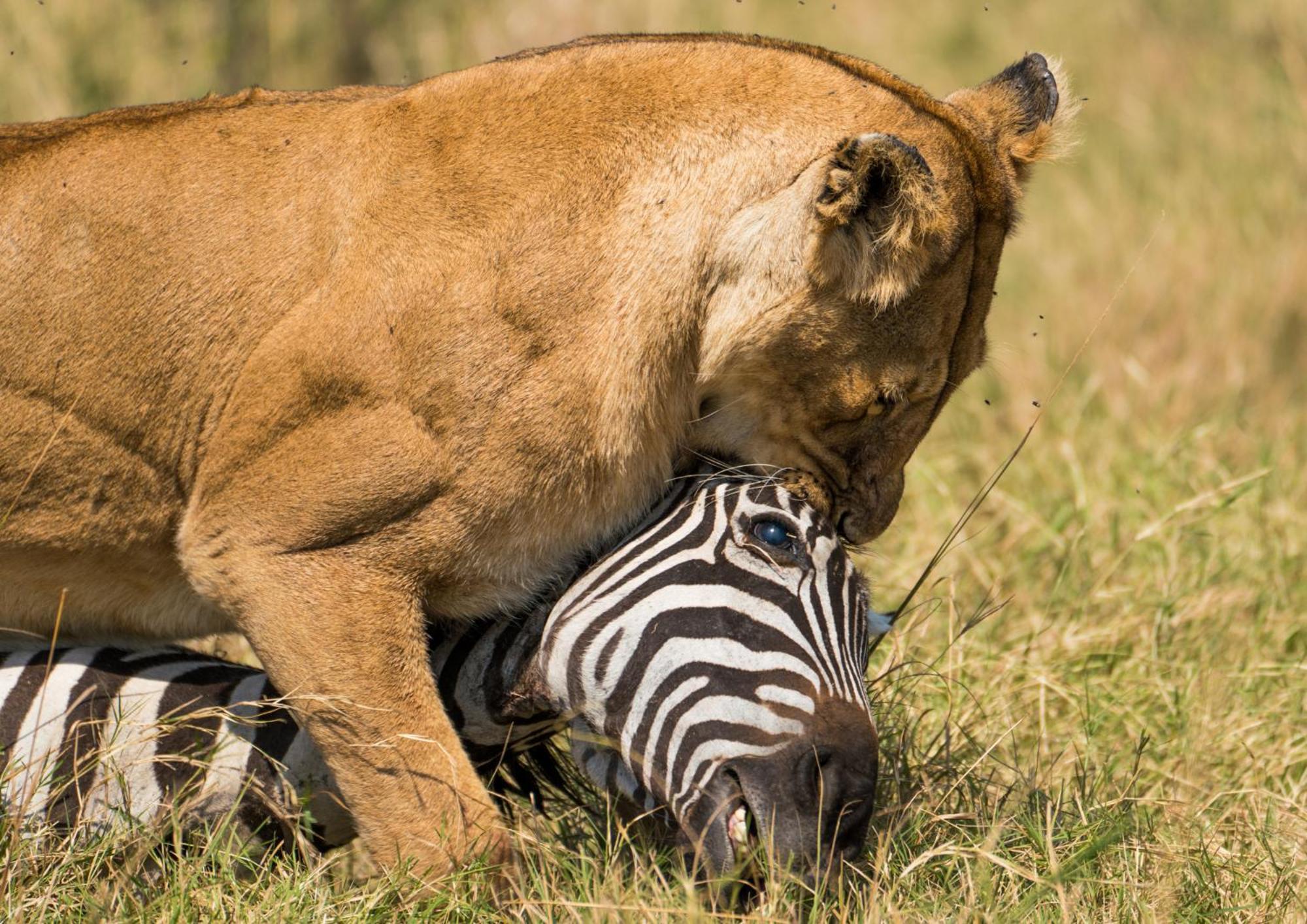 Casart Game Lodge Grietjie Game Reserve 외부 사진