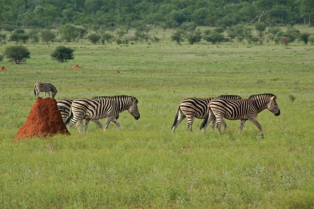 Casart Game Lodge Grietjie Game Reserve 외부 사진