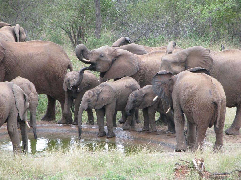 Casart Game Lodge Grietjie Game Reserve 외부 사진