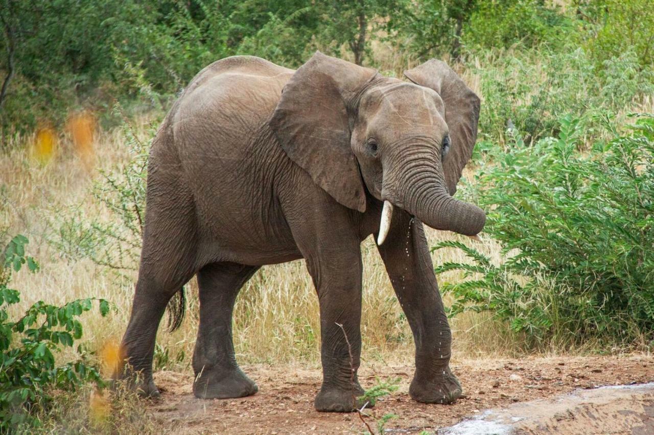 Casart Game Lodge Grietjie Game Reserve 외부 사진