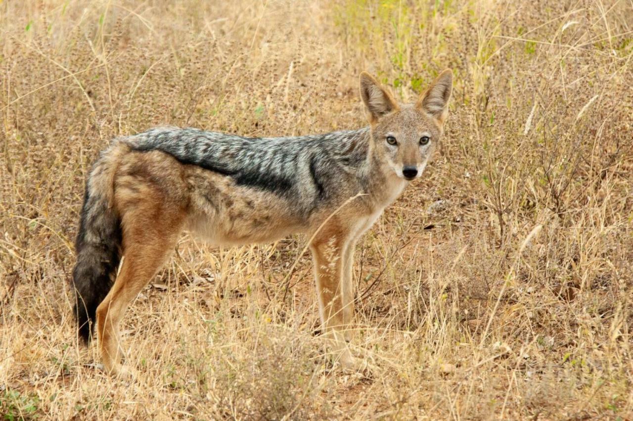 Casart Game Lodge Grietjie Game Reserve 외부 사진