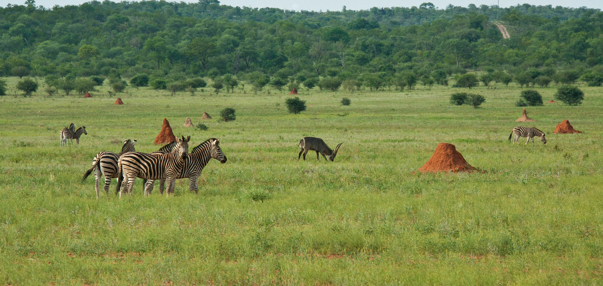Casart Game Lodge Grietjie Game Reserve 외부 사진