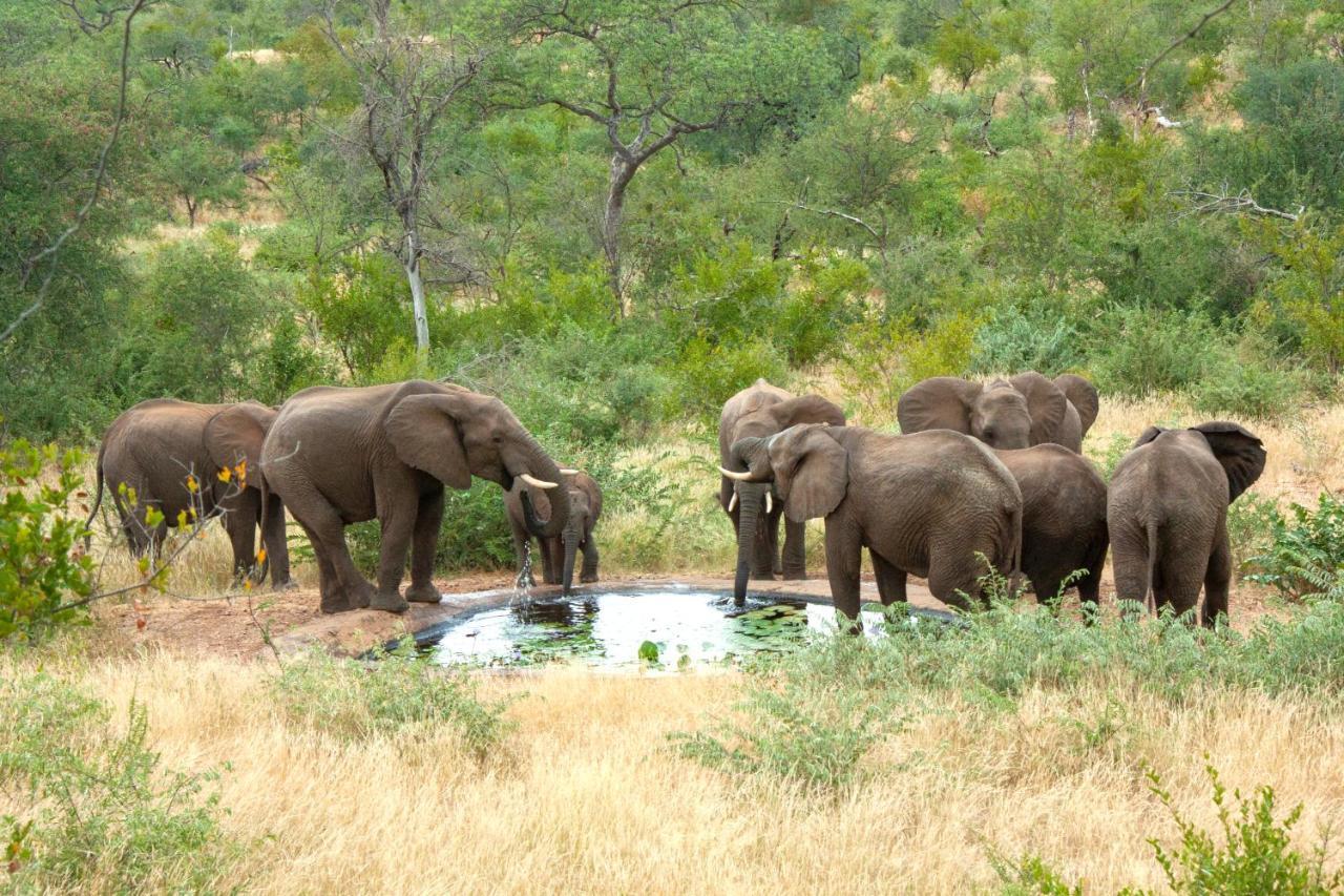 Casart Game Lodge Grietjie Game Reserve 외부 사진